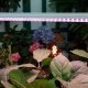Светильник для растений Uniel UL-00008920 ULI-P13