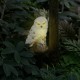 Птица световая Uniel UL-00011596 POLAR OWL