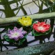 Растение Uniel UL-00011600 WATERLILY
