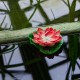 Растение Uniel UL-00011599 WATERLILY